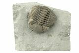 Wide, Enrolled Eldredgeops Trilobite - Ohio #270296-1